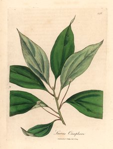 樟树，Laurus camphora，出自詹姆斯-索尔比（James Sowerby）1832 年威廉-伍德维尔（William Woodville）和威廉-杰克逊-胡克爵士（Sir William Jackson Hooker）的《医学植物学》中的植物插图（手工彩色铜版雕刻）。 作者 詹姆斯（后）索尔比