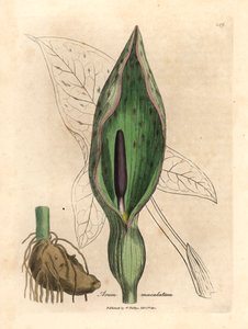 普通旱金莲，来自詹姆斯-索尔比（James Sowerby）1832 年威廉-伍德维尔（William Woodville）和威廉-杰克逊-胡克爵士（Sir William Jackson Hooker）的《医学植物学》中的植物插图（手工彩色铜版雕刻）。 作者 詹姆斯（后）索尔比
