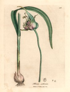 普通栽培大蒜，Allium sativum，出自詹姆斯-索尔比（James Sowerby）1832 年威廉-伍德维尔（William Woodville）和威廉-杰克逊-胡克尔（William Jackson Hooker）爵士的《医学植物学》中的植物插图（手工彩色铜版雕刻）。 作者 詹姆斯（后）索尔比