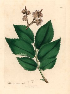 普通榆树，Ulmus campestris，摘自詹姆斯-索尔比（James Sowerby）1832 年威廉-伍德维尔（William Woodville）和威廉-杰克逊-胡克爵士（William Jackson Hooker）《医学植物学》中的植物插图（手工彩色铜版雕刻）。 作者 詹姆斯（后）索尔比