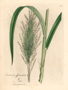 普通甘蔗，Saccharum officinarum，出自詹姆斯-索尔比（James Sowerby）1832 年威廉-伍德维尔（William Woodville）和威廉-杰克逊-胡克爵士（Sir William Jackson Hooker）的《医学植物学》中的植物插图（手工彩色铜版雕刻）。 作者 詹姆斯（后）索尔比