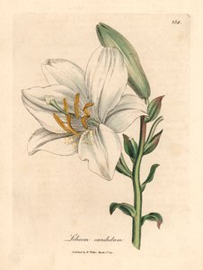 普通白百合，Lilium candidum，出自詹姆斯-索尔比（James Sowerby）1832 年威廉-伍德维尔（William Woodville）和威廉-杰克逊-胡克爵士（Sir William Jackson Hooker）的《医学植物学》中的植物插图（手工彩色铜版雕刻）。 作者 詹姆斯（后）索尔比