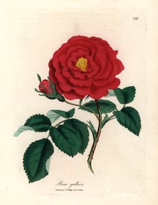 深红色蔷薇，Rosa gallica，出自詹姆斯-索尔比（James Sowerby）1832 年威廉-伍德维尔（William Woodville）和威廉-杰克逊-胡克爵士（Sir William Jackson Hooker）的《医学植物学》中的植物插图（手工彩色铜版雕刻）。 作者 詹姆斯（后）索尔比