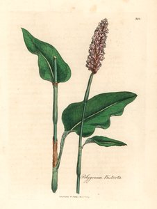 Big bistort，Polygonum bistorta，出自詹姆斯-索尔比（James Sowerby）1832 年威廉-伍德维尔（William Woodville）和威廉-杰克逊-胡克爵士（Sir William Jackson Hooker）的《医学植物学》中的植物插图（手工彩色铜版雕刻）。 作者 詹姆斯（后）索尔比