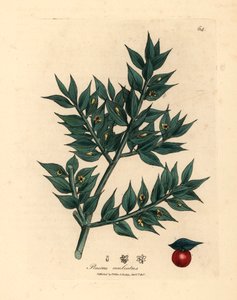绿花屠夫扫帚（Ruscus aculeatus），出自詹姆斯-索尔比（James Sowerby）1832 年威廉-伍德维尔（William Woodville）和威廉-杰克逊-胡克尔爵士（Sir William Jackson Hooker）的《医学植物学》中的植物插图（手工彩色铜版雕刻）。 作者 詹姆斯（后）索尔比