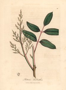 香椿树或塞浦路斯松脂树Pistacia terebinthus 的叶和花，摘自詹姆斯-索尔比创作的植物插图，选自威廉-伍德维尔和威廉-杰克逊-胡克爵士 1832 年出版的《医学植物学》（手工彩色铜版雕刻）。 作者 詹姆斯（后）索尔比