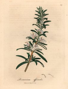 浅蓝色花的迷迭香（Rosmarinus officinalis），出自詹姆斯-索尔比（James Sowerby）1832 年威廉-伍德维尔（William Woodville）和威廉-杰克逊-胡克爵士（Sir William Jackson Hooker）的《医学植物学》中的一幅植物插图（手工彩色铜版雕刻）。 作者 詹姆斯（后）索尔比