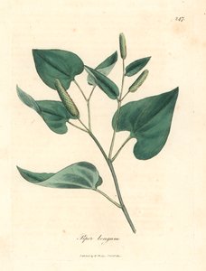 长胡椒，Piper longum，出自詹姆斯-索尔比（James Sowerby）1832 年威廉-伍德维尔（William Woodville）和威廉-杰克逊-胡克爵士（Sir William Jackson Hooker）的《医学植物学》中的植物插图（手工彩色铜版雕刻）。 作者 詹姆斯（后）索尔比
