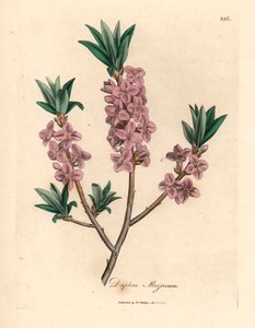 粉红花mezereon，Daphne mezereum，出自詹姆斯-索尔比（James Sowerby）1832 年威廉-伍德维尔和威廉-杰克逊-胡克爵士的《医学植物学》中的一幅植物插图（手工彩色铜版雕刻）。 作者 詹姆斯（后）索尔比