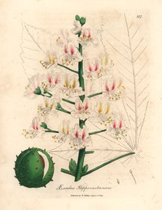 马栗树（Aesculus hippocastanum）的粉红色花朵和果实，选自詹姆斯-索尔比（James Sowerby）1832 年威廉-伍德维尔（William Woodville）和威廉-杰克逊-胡克尔爵士（Sir William Jackson Hooker）的《医学植物学》中的植物插图（手工彩色铜版雕刻）。 作者 詹姆斯（后）索尔比