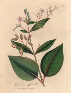 粉红色花的秘鲁树皮树（Cinchona officinalis），出自詹姆斯-索尔比（James Sowerby）1832 年威廉-伍德维尔（William Woodville）和威廉-杰克逊-胡克尔爵士（Sir William Jackson Hooker）的《医学植物学》中的植物插图（手工彩色铜版雕刻）。 作者 詹姆斯（后）索尔比