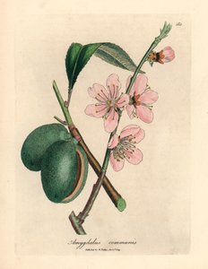 粉红花杏树，摘自詹姆斯-索尔比创作的植物插图，选自威廉-伍德维尔和威廉-杰克逊-胡克爵士 1832 年出版的《医学植物学》（手工彩色铜版雕刻）。 作者 詹姆斯（后）索尔比