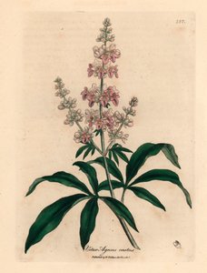 粉红花女贞树（Vitex agnus castus），出自詹姆斯-索尔比（James Sowerby）1832 年威廉-伍德维尔（William Woodville）和威廉-杰克逊-胡克爵士（Sir William Jackson Hooker）的《医学植物学》中的一幅植物插图（手工彩色铜版雕刻）。 作者 詹姆斯（后）索尔比