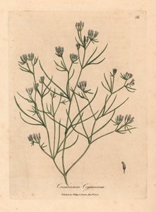 粉红小花孜然，Cuminum cyminum，出自詹姆斯-索尔比（James Sowerby）1832 年威廉-伍德维尔和威廉-杰克逊-胡克爵士的《医学植物学》中的植物插图（手工彩色铜版雕刻）。 作者 詹姆斯（后）索尔比