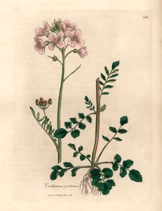 粉色花女式罩衫或杜鹃花，Cardamine pratensis，出自詹姆斯-索尔比创作的植物插图，选自威廉-伍德维尔和威廉-杰克逊-胡克爵士 1832 年出版的《医学植物学》（手工彩色铜版雕刻）。 作者 詹姆斯（后）索尔比