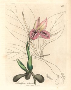 粉红花泽兰，Kaempferia rotunda，选自詹姆斯-索尔比创作的植物插图，出自威廉-伍德维尔和威廉-杰克逊-胡克爵士 1832 年出版的《医学植物学》（手工彩色铜版雕刻）。 作者 詹姆斯（后）索尔比