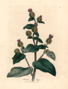 紫花牛蒡（Arctium lappa），出自詹姆斯-索尔比（James Sowerby）1832 年威廉-伍德维尔（William Woodville）和威廉-杰克逊-胡克爵士（Sir William Jackson Hooker）的《医学植物学》中的植物插图（手工彩色铜版雕刻）。 作者 詹姆斯（后）索尔比