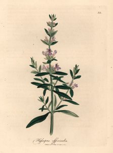 紫花牛膝草（Hyssopus officinalis），出自詹姆斯-索尔比（James Sowerby）1832 年威廉-伍德维尔（William Woodville）和威廉-杰克逊-胡克爵士（Sir William Jackson Hooker）的《医学植物学》中的一幅植物插图（手工彩色铜版雕刻）。 作者 詹姆斯（后）索尔比