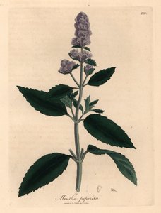 紫花薄荷（Mentha piperita），出自詹姆斯-索尔比（James Sowerby）1832 年威廉-伍德维尔（William Woodville）和威廉-杰克逊-胡克爵士（Sir William Jackson Hooker）的《医学植物学》中的植物插图（手工彩色铜版雕刻）。 作者 詹姆斯（后）索尔比