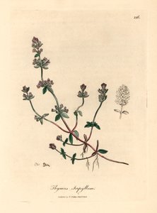 紫花野百里香（Thymus serpyllum），出自詹姆斯-索尔比（James Sowerby）1832 年威廉-伍德维尔和威廉-杰克逊-胡克爵士的《医学植物学》中的植物插图（手工彩色铜版雕刻）。 作者 詹姆斯（后）索尔比