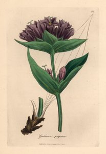 紫龙胆（Gentiana purpurea），出自詹姆斯-索尔比（James Sowerby）1832 年威廉-伍德维尔和威廉-杰克逊-胡克爵士的《医学植物学》中的植物插图（手工彩色铜版雕刻）。 作者 詹姆斯（后）索尔比