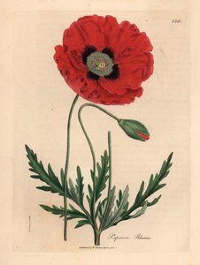红罂粟（Papaver rhoeas），出自詹姆斯-索尔比（James Sowerby）1832 年威廉-伍德维尔（William Woodville）和威廉-杰克逊-胡克爵士（Sir William Jackson Hooker）的《医学植物学》中的植物插图（手工彩色铜版雕刻）。 作者 詹姆斯（后）索尔比