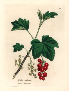 红醋栗树，Ribes rubrum，摘自詹姆斯-索尔比（James Sowerby）1832 年威廉-伍德维尔（William Woodville）和威廉-杰克逊-胡克爵士（Sir William Jackson Hooker）的《医学植物学》中的植物插图（手工彩色铜版雕刻）。 作者 詹姆斯（后）索尔比