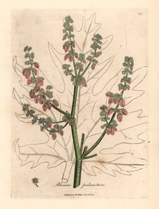 大黄（Rheum palmatum）的花和茎、叶轮廓，选自詹姆斯-索尔比（James Sowerby）1832 年威廉-伍德维尔和威廉-杰克逊-胡克爵士的《医学植物学》中的植物插图（手工彩色铜版雕刻）。 作者 詹姆斯（后）索尔比