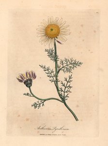 白色和黄色的西班牙洋甘菊（Anthemis pyrethrum），出自詹姆斯-索尔比（James Sowerby）1832 年威廉-伍德维尔（William Woodville）和威廉-杰克逊-胡克爵士（Sir William Jackson Hooker）的《医学植物学》中的一幅植物插图（手工彩色铜版雕刻）。 作者 詹姆斯（后）索尔比