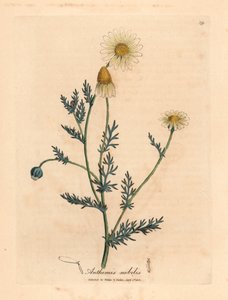 白色和黄色花洋甘菊，Anthemis nobilis，出自詹姆斯-索尔比（James Sowerby）1832 年威廉-伍德维尔和威廉-杰克逊-胡克爵士的《医学植物学》中的一幅植物插图（手工彩色铜版雕刻）。 作者 詹姆斯（后）索尔比