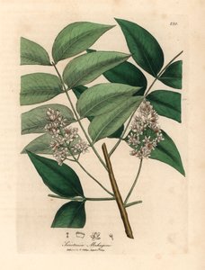 白花桃花心木，Swietenia mahogani，摘自詹姆斯-索尔比（James Sowerby）1832 年威廉-伍德维尔（William Woodville）和威廉-杰克逊-胡克爵士（William Jackson Hooker）《医学植物学》中的一幅植物插图（手工彩色铜版雕刻）。 作者 詹姆斯（后）索尔比