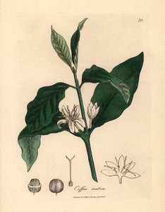 阿拉伯咖啡豆的白色花朵、叶子和咖啡豆，摘自詹姆斯-索尔比创作的植物插图，选自威廉-伍德维尔和威廉-杰克逊-胡克爵士 1832 年出版的《医学植物学》（手工彩色铜版雕刻）。 作者 詹姆斯（后）索尔比