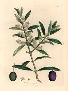 带果实的白花欧洲橄榄树，Olea europaea，选自詹姆斯-索尔比（James Sowerby）1832 年威廉-伍德维尔（William Woodville）和威廉-杰克逊-胡克爵士（William Jackson Hooker）的《医学植物学》中的植物插图（手工彩色铜版雕刻）。 作者 詹姆斯（后）索尔比