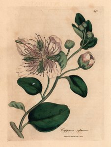 白花毛果灌木，Capparis spinosa，摘自詹姆斯-索尔比（James Sowerby）1832 年威廉-伍德维尔（William Woodville）和威廉-杰克逊-胡克爵士（Sir William Jackson Hooker）《医学植物学》中的植物插图（手工彩色铜版雕刻）。 作者 詹姆斯（后）索尔比