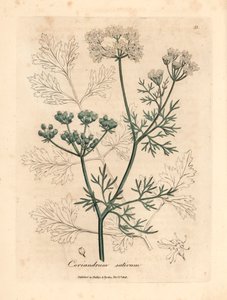 白花芫荽，Coriandrum sativum，出自詹姆斯-索尔比（James Sowerby）1832 年威廉-伍德维尔和威廉-杰克逊-胡克爵士的《医学植物学》中的一幅植物插图（手工彩色铜版雕刻）。 作者 詹姆斯（后）索尔比
