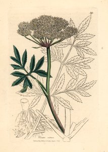 白花水杉，摘自詹姆斯-索尔比（James Sowerby）1832 年威廉-伍德维尔（William Woodville）和威廉-杰克逊-胡克尔（William Jackson Hooker）爵士的《医学植物学》中的植物插图（手工彩色铜版雕刻）。 作者 詹姆斯（后）索尔比
