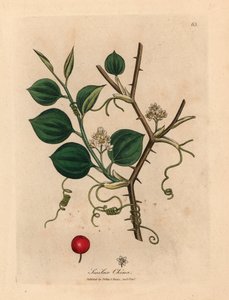 中国菝葜的白色花朵、卷须和红色浆果，摘自詹姆斯-索尔比绘制的植物插图，选自威廉-伍德维尔和威廉-杰克逊-胡克爵士 1832 年出版的《医学植物学》（手工彩色铜版雕刻）。 作者 詹姆斯（后）索尔比
