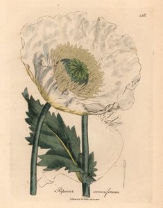 白罂粟，Papaver somniferum，出自詹姆斯-索尔比（James Sowerby）1832 年威廉-伍德维尔和威廉-杰克逊-胡克爵士的《医学植物学》中的一幅植物插图（手工彩色铜版雕刻）。 作者 詹姆斯（后）索尔比