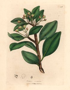 冬皮树，Wintera aromatica，Drimys winteri，摘自詹姆斯-索尔比（James Sowerby）1832 年威廉-伍德维尔（William Woodville）和威廉-杰克逊-胡克爵士（William Jackson Hooker）的《医学植物学》中的植物插图（手工彩色铜版雕刻）。 作者 詹姆斯（后）索尔比
