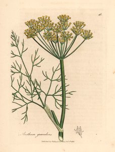 黄花莳萝 Anethum graveolens，出自詹姆斯-索尔比（James Sowerby）1832 年威廉-伍德维尔（William Woodville）和威廉-杰克逊-胡克爵士（Sir William Jackson Hooker）的《医学植物学》中的植物插图（手工彩色铜版雕刻）。 作者 詹姆斯（后）索尔比