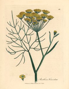 黄花茴香（Anethum foeniculum），出自詹姆斯-索尔比（James Sowerby）1832 年威廉-伍德维尔（William Woodville）和威廉-杰克逊-胡克爵士（Sir William Jackson Hooker）的《医学植物学》中的植物插图（手工彩色铜版雕刻）。