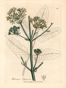 黄花欧巴桑或粗欧巴桑（Pastinaca opopanax），摘自詹姆斯-索尔比（James Sowerby）1832 年威廉-伍德维尔（William Woodville）和威廉-杰克逊-胡克爵士（Sir William Jackson Hooker）《医学植物学》中的一幅植物插图（手工彩色铜版雕刻）。 作者 詹姆斯（后）索尔比