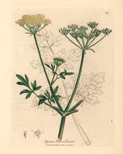 黄花欧芹（Apium petroselinum），出自詹姆斯-索尔比（James Sowerby）1832 年威廉-伍德维尔和威廉-杰克逊-胡克爵士的《医学植物学》中的植物插图（手工彩色铜版雕刻）。 作者 詹姆斯（后）索尔比