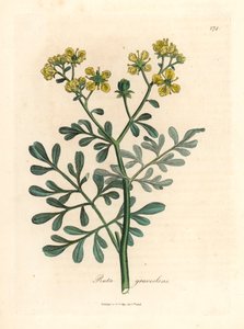 黄花芸香，Ruta graveolens，出自詹姆斯-索尔比（James Sowerby）1832 年威廉-伍德维尔和威廉-杰克逊-胡克爵士的《医学植物学》中的一幅植物插图（手工彩色铜版雕刻）。 作者 詹姆斯（后）索尔比