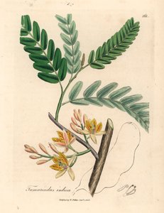 黄花罗望子树，摘自詹姆斯-索尔比创作的植物插图，选自威廉-伍德维尔和威廉-杰克逊-胡克爵士 1832 年出版的《医学植物学》（手工彩色铜版雕刻）。 作者 詹姆斯（后）索尔比