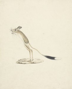 Jerboa No. 4（纸上石墨） 作者 詹姆斯1730 94布鲁斯
