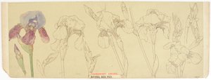 植物研究，1900-30（纸上写着） 作者 詹姆斯·阿瑟顿