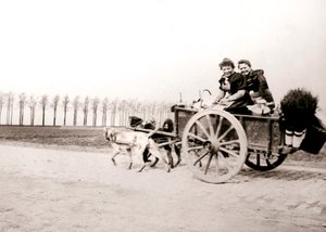 拉车的狗妇女，安特卫普，1898年。