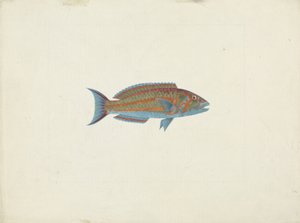 一条鱼，El Hudderi Imbo（纸上的石墨水粉） 作者 詹姆斯·布鲁斯