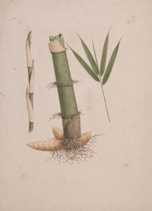 高山野古草 K. Schum。 （非洲竹）：茎和带叶的芽的剖面完成图 作者 詹姆斯·布鲁斯